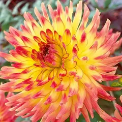 Георгина Саммер Бриз