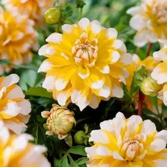 Георгина Сиэттл