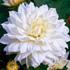 Георгина Сноукантри