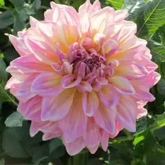 Георгина Строберри Айс