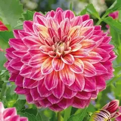 Георгина Стрейнджер