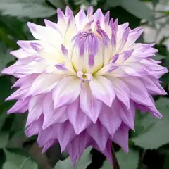 Георгина Сэр Альфред Рамсей