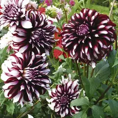 Георгина Тартан