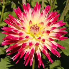 Георгина Таити Санрайз