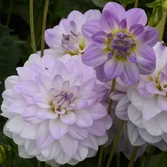 Георгина Твилайт Тайм