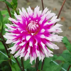 Георгина Тейбл Дансер