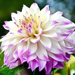 Георгина Фернклифф Иллюжн