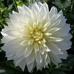 Георгина Флерель