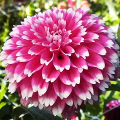 Георгина Фуззи Вуззи