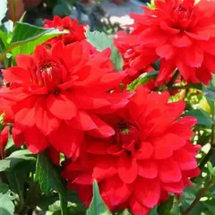 Георгина Хитвейв