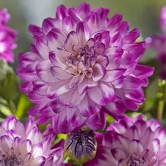 Георгина Ху дан Ит