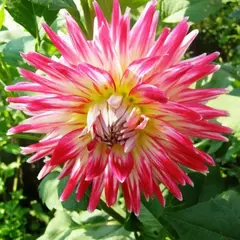 Георгина Ча Ча