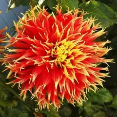 Георгина Шоу энд Телл