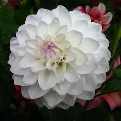 Георгина Эвелин