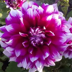 Георгина Ярра Фоллс