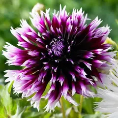 Георгина Алауна Клер Обскур