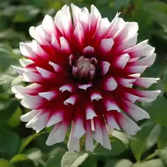 Георгина Верди