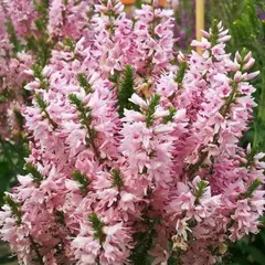 Вероника Пинк Бомб