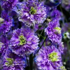 Дельфиниум высокий Хайлендер Блюберри Пай