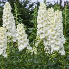 Дельфиниум высокий Санглим