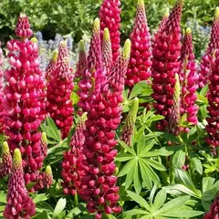 Люпин Май Кастл