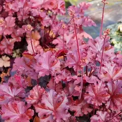 Гейхера микс