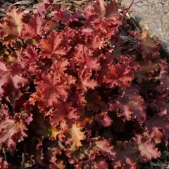 Гейхера Пич Крисп