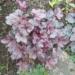 Гейхера Силвер Скроллс