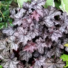 Гейхера Шуга Фростинг