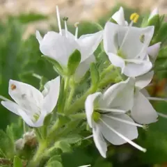 Вероника Шмидта Альба