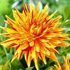 Георгина Вайнсом