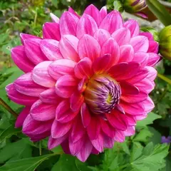 Георгина Пурпл Экспложион