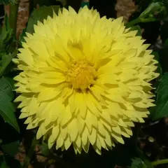 Георгина Хэйл Бопп