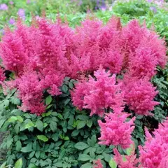 Астильба Федерзи