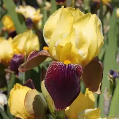 Ирис бородатый Раджа Брук