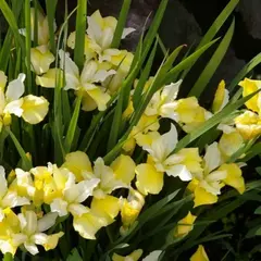 Ирис сибирский Йеллоу Тейл