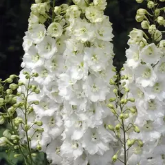 Дельфиниум гибридный Алиса