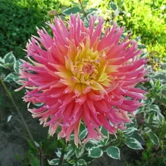 Георгина Фринджет Стар