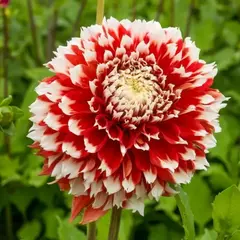 Георгина Ноэль