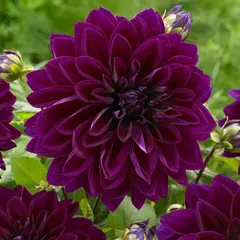 Георгина Пурпл Гигант