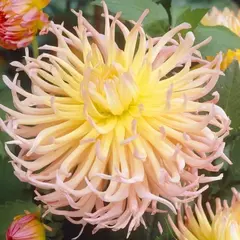 Георгина Эприкот Стар