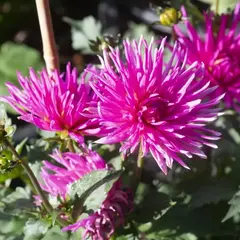 Георгина Блю Рекорд