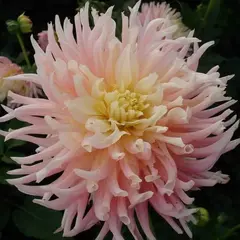 Георгина Нью Дименшион