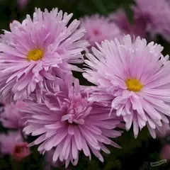 Астра Феллоушип