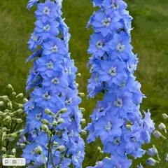 Дельфиниум гибридный Скай Блю Вайт Би