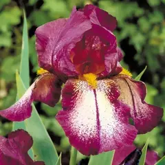 Ирис германский Эттешн Плиз