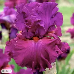 Ирис германский Эвер Афтер