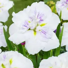 Ирис мечевидный Диннерплейт Капкейк