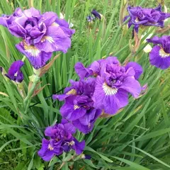 Ирис сибирский Дабл Стандарт