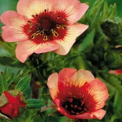 Лапчатка Твинклин Стар